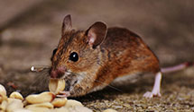 24 Hour & Emergency Exterminators in Commerce Bank, PA